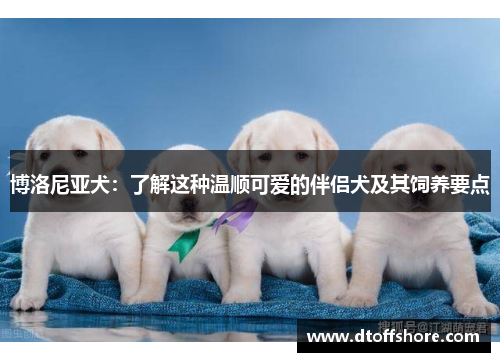 博洛尼亚犬：了解这种温顺可爱的伴侣犬及其饲养要点